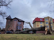 В Калининградской области вновь появился риск падения деревьев 