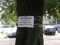 Фотофакт: дешевле объявление на дерево приклеить, чем урну поставить
