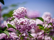 На жителя Калининграда возбудили дело за вырубку сирени у своего дома