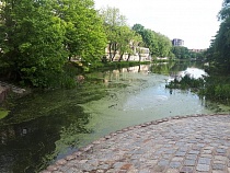 «Всё живое погибает»: Ступин о состоянии двух озёр в Калининграде 