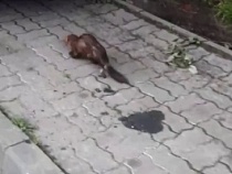 По Сельме свободно бродила куница