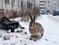 Способные изувечить существа угрожают жителям Калининграда