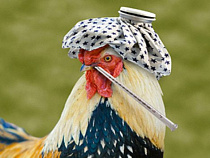 Роспотребнадзор: "Птичьего гриппа в Калининграде нет"