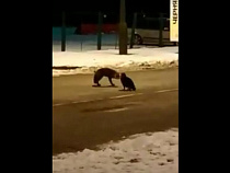 Лиса и кот сцепились за колбасу на границе в Мамоново (видео)