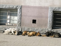 У защитниц животных в Калининграде забрали 1,5 млн рублей 