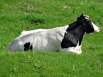 В Правдинском районе скот в одном селе не имеет границ