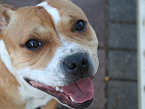 В Калининграде пройдёт выставка животных из приютов