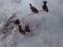 Калининградцев приглашают посмотреть на "Удивительных птиц"