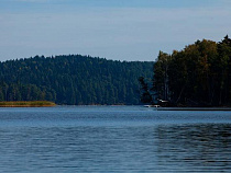 Поляки помогут разводить зубров на Виштынце 