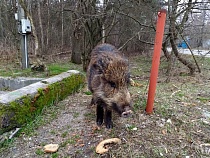 Власти Куршской косы попросили не прикармливать диких кабанов