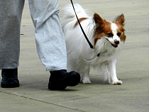 В Парке ветеранов предложили совместить йогу с выгулом собак