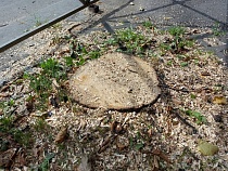 На Сельме вновь вырубят деревья