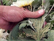 В Калининградскую область из Голландии въехали цветы смерти