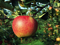 В России пройдет сельскохозяйственная перепись