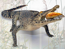 «Янтарь: мифы и наука»: в сентябре в Калининграде пройдет необычная международная выставка