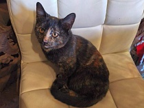 Влюблённые туристы увезли красавицу из немецкого замка под Калининградом