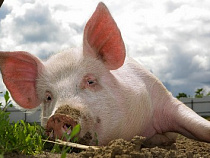 Проверено: в Калининграде АЧС нет