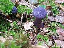 В Калининградской области расплодились фиолетовые грибы