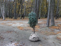 Вслед за Кремлем и Мамаевым курганом: в Калининградской области пустили корни голубые ели из Кабардино-Балкарии