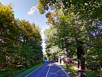 В Калининграде объявлено, как сохранить немецкие аллеи региона