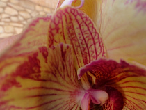 В Центральном парке появится Аллея парящих цветов