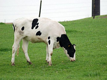 Деятельность ООО «Агробизнес» в Багратионовске приостановлена до 20 декабря 