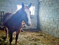 Жители Калининграда купили приговорённому жеребёнку жизнь