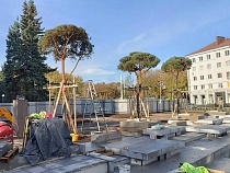 У стадиона «Балтика» высадили 30-летние деревья в сквере с фонтаном
