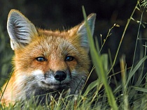 В Калининграде лиса перед смертью атаковала женщин