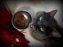 Россельхознадзор усомнился в качестве 4 тонн польских кормов для животных