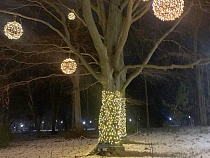 В парке Беккера в Янтарном незаконно обмотали деревья гирляндами