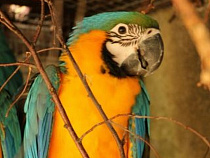 Розыск: из Калининградского зоопарка улетел ара по кличке Арбуз