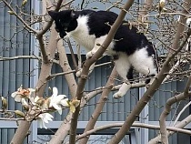 Охраняющий магнолию кот стал героем БФУ им. И. Канта