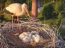 Дрон снял, как аист ставит птенцов на крыло (видео)