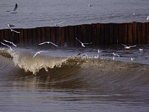 Прокуратура: продажа земли парка Зеленоградска частным лицам незаконна