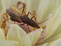 В Калининградскую область из заграницы завезли терминатора продуктов