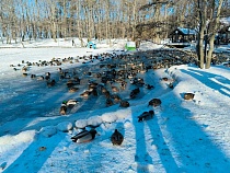 Утки в парке Зеленоградска сидят в сжимающейся ледяной ловушке