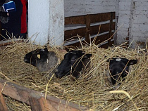 Житель Нестеровского района украл барана за 4500 рублей