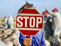 Россельхознадзор: Калининградская область защищена от угрозы распространения АЧС