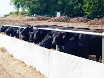 Полицейские вернули двух тёлок в загон