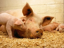 Африканская чума свиней докатилась до Славского района