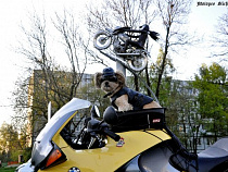 Калининградскому псу-байкеру вернули мотоцикл