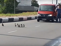 В Калининграде инспектор ДПС перекрыл дорогу для утят (видео)