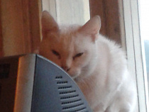 Каждой твари по паре – в Калининградской области посчитают всех животных