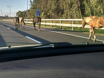 На Приморское кольцо вышли лошади (фото)