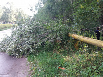 Штормовой ветер повалил деревья в Светлогорске (фото)