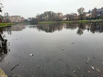 По Верхнему озеру в Калининграде плавают мёртвые утки