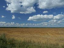 В Калининградской области распахано 13 600 га целины 