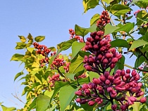 В Калининграде на кустах появился красивый яд