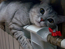 Зима близко: в Калининграде к отопительному сезону готовы 40% многоквартирных домов